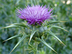Milk Thistle - The Live-Saver Your Doctor Has Never Heard Of